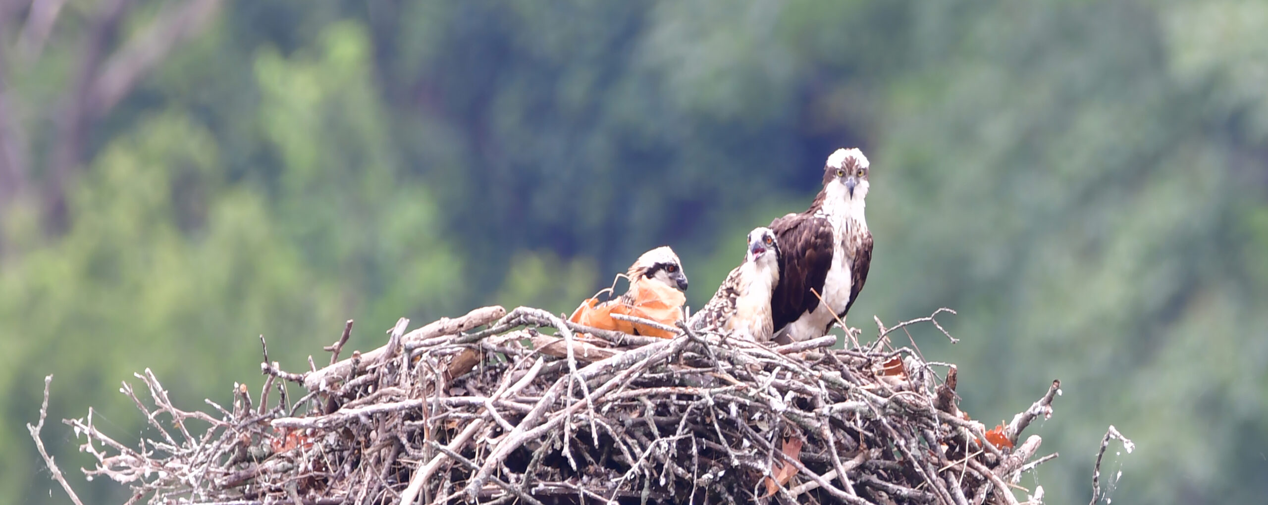 Osprey and Chicks