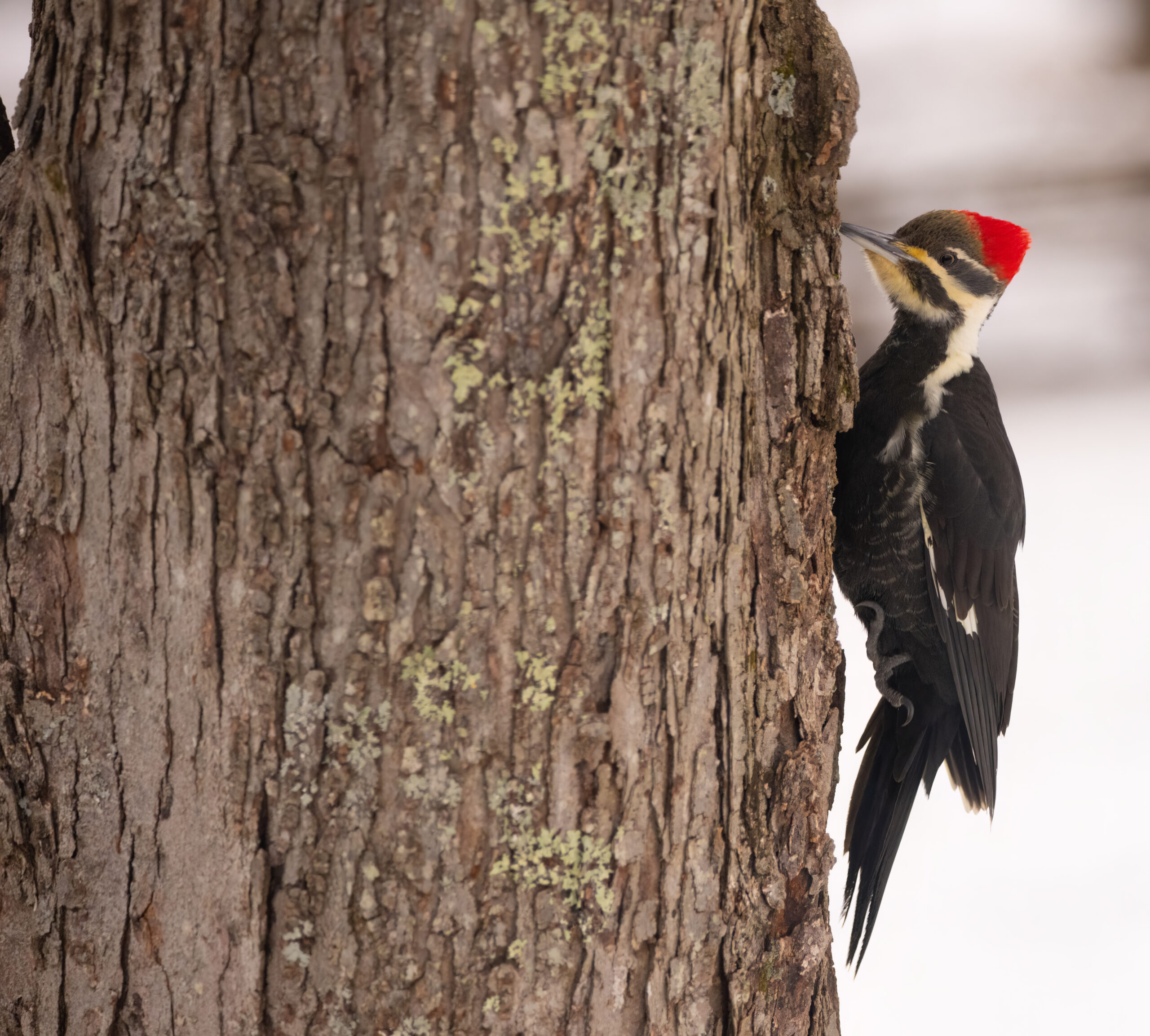 Pileated Two