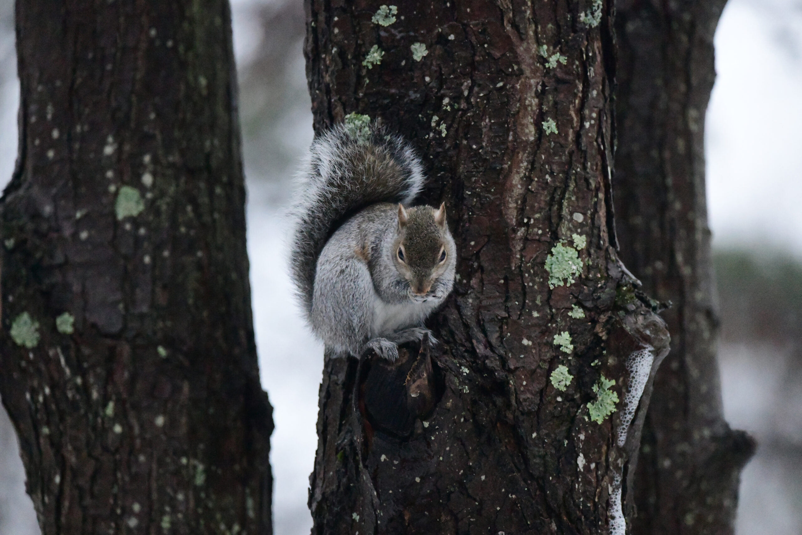 Winter Observe