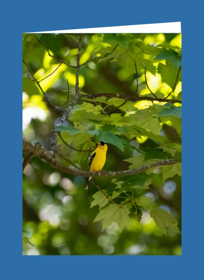 American Gold Finch