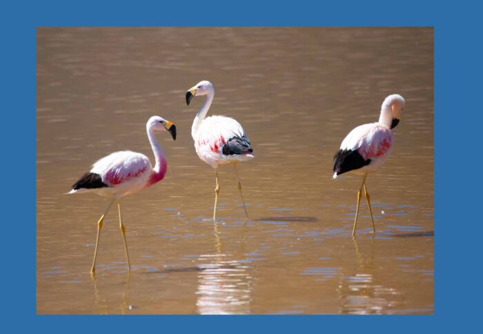 Andean Flamingos