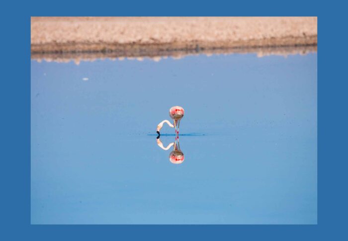 Atacama Mirrored Flamingo