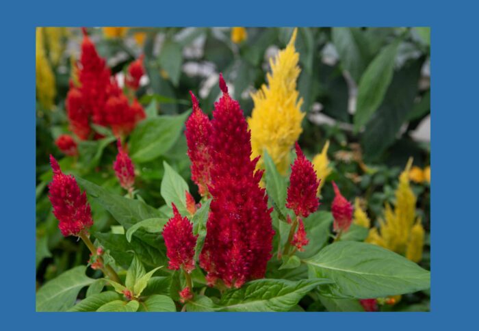 Crested Cockscomb