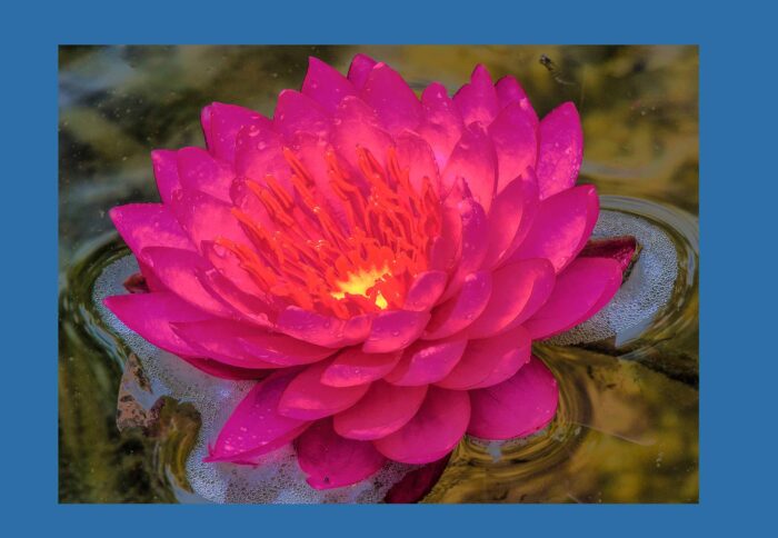 Egyptian Water Lily