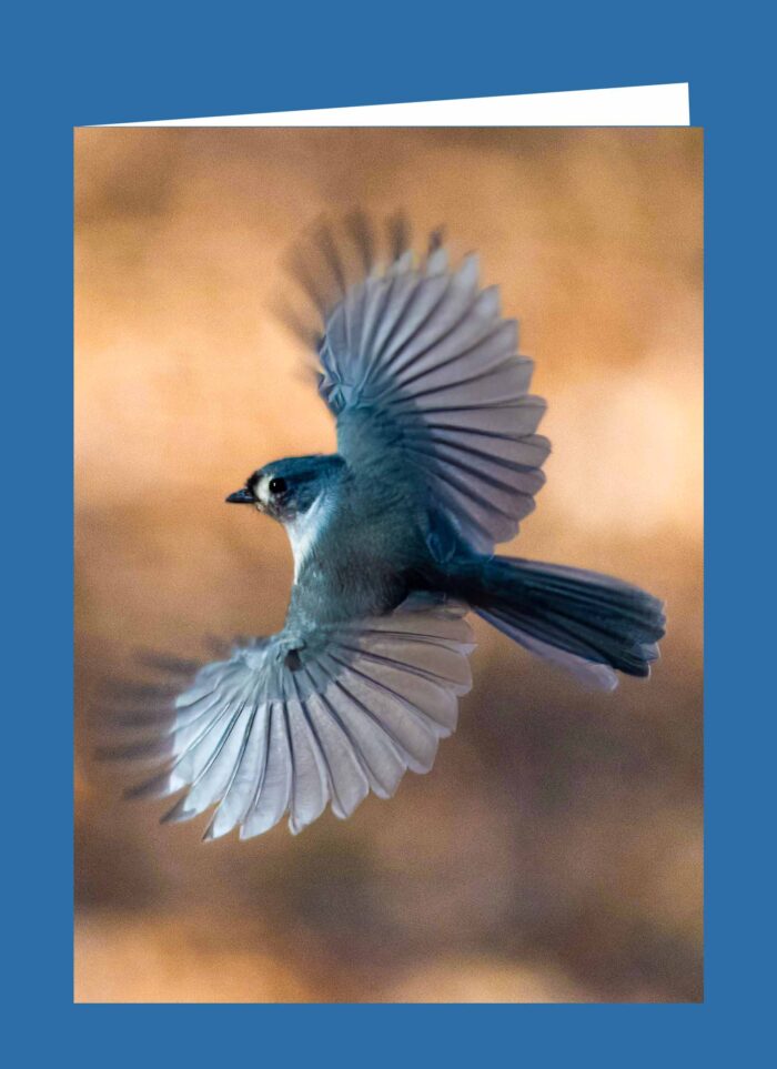 Flying Titmouse