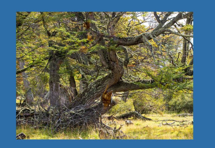 Patagonia Forest