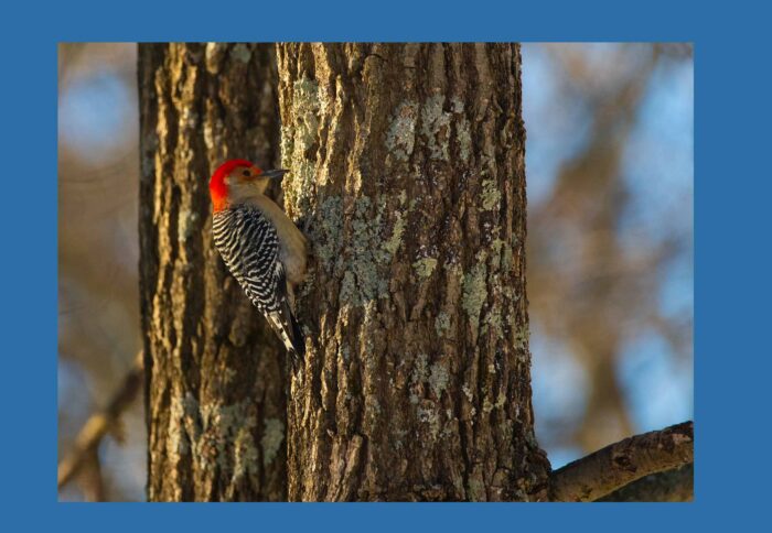 Red Breasted Woodpecker