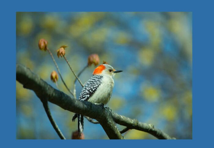 Red Breasted Woodpecker 1