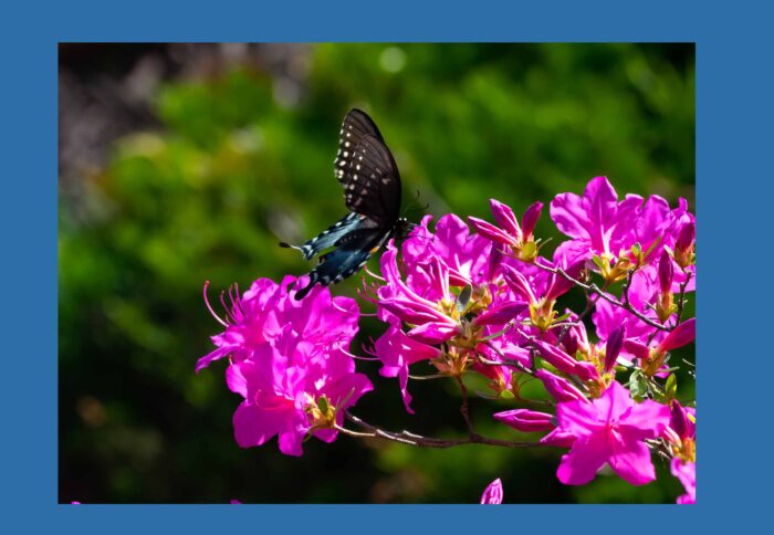 Spice Bush Swallow