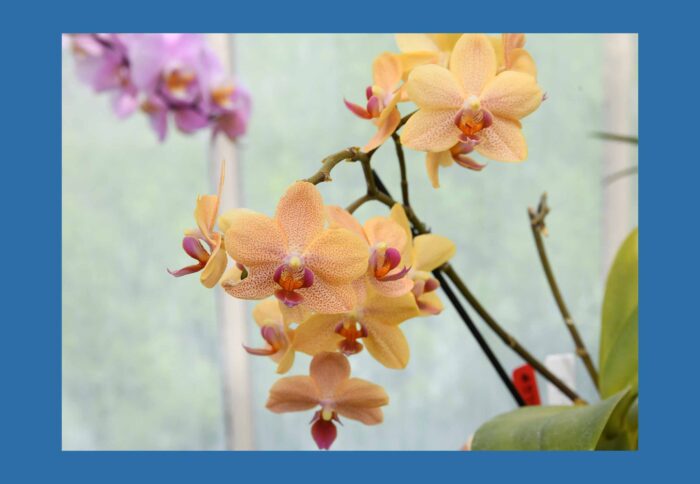 Yellow Moth Orchid