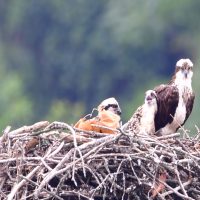 Osprey and Chicks